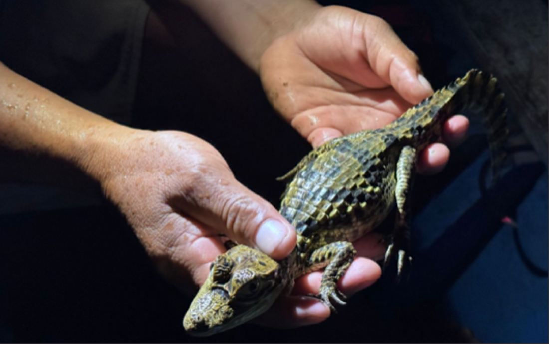 Wildlife Missions